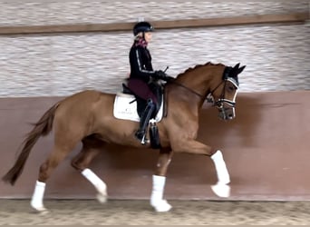 Oldenburg, Mare, 4 years, 17 hh, Chestnut-Red