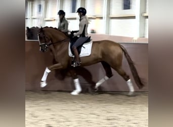 Oldenburg, Mare, 4 years, 17 hh, Chestnut-Red