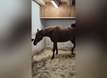 Oldenburg, Mare, 4 years, 17 hh, Chestnut-Red