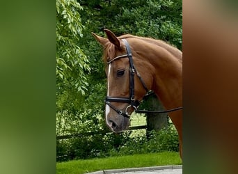 Oldenburg, Mare, 4 years, 17 hh, Chestnut-Red