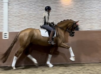 Oldenburg, Mare, 4 years, 17 hh, Chestnut-Red