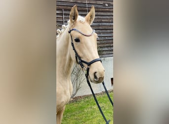 Oldenburg, Mare, 4 years, 17 hh, Palomino