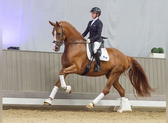Oldenburg, Mare, 4 years, Chestnut-Red