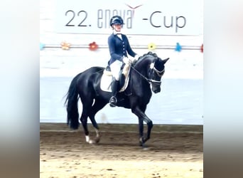 Oldenburg, Mare, 5 years, 15.2 hh, Black