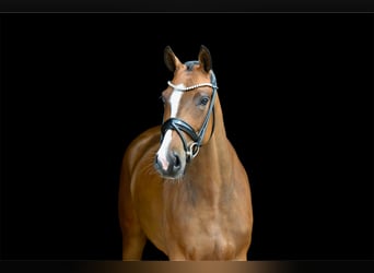 Oldenburg, Mare, 5 years, 15.2 hh, Brown