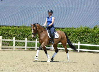 Oldenburg, Mare, 5 years, 15.2 hh, Brown