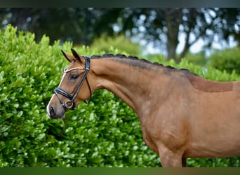 Oldenburg, Mare, 5 years, 15.2 hh, Brown