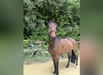 Oldenburg, Mare, 5 years, 15.2 hh, Brown