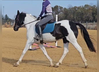 Oldenburg, Mare, 5 years, 15.2 hh, Pinto