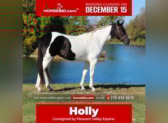 Oldenburg, Mare, 5 years, 15.2 hh, Pinto