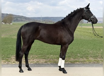 Oldenburg, Mare, 5 years, 15.3 hh, Black