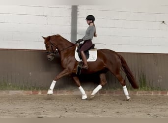 Oldenburg, Mare, 5 years, 15.3 hh, Chestnut