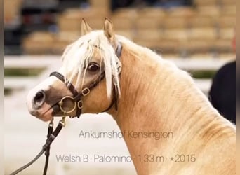 Oldenburg, Mare, 5 years, 15 hh, Gray