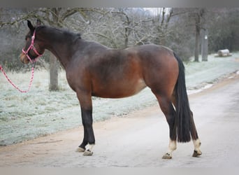 Oldenburg, Mare, 5 years, 15,2 hh, Brown