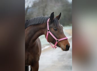 Oldenburg, Mare, 5 years, 15,2 hh, Brown