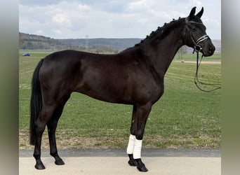 Oldenburg, Mare, 5 years, 15,3 hh, Black