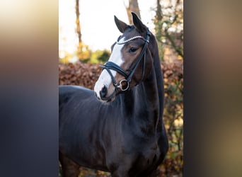 Oldenburg, Mare, 5 years, 15,3 hh, Brown