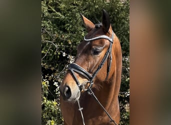Oldenburg, Mare, 5 years, 15,3 hh, Brown