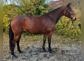 Oldenburg, Mare, 5 years, 16.1 hh, Bay-Dark
