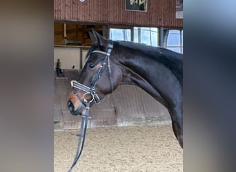 Oldenburg, Mare, 5 years, 16.1 hh, Bay-Dark