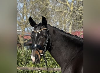 Oldenburg, Mare, 5 years, 16.1 hh, Bay-Dark
