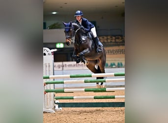 Oldenburg, Mare, 5 years, 16,1 hh, Bay-Dark