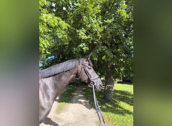 Oldenburg, Mare, 5 years, 16.1 hh, Black