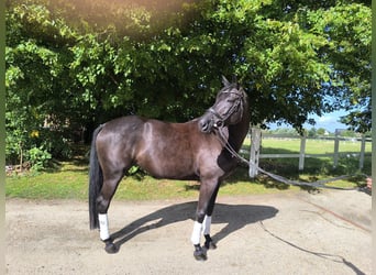 Oldenburg, Mare, 5 years, 16.1 hh, Black