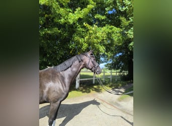 Oldenburg, Mare, 5 years, 16.1 hh, Black