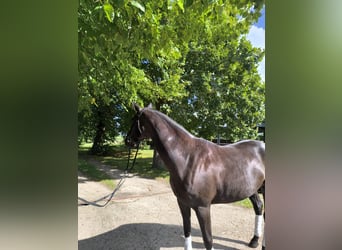 Oldenburg, Mare, 5 years, 16.1 hh, Black