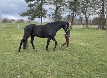 Oldenburg, Mare, 5 years, 16.1 hh, Black