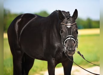 Oldenburger, Stute, 5 Jahre, 16,1 hh, Rappe