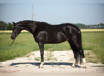 Oldenburger, Stute, 5 Jahre, 16,1 hh, Rappe