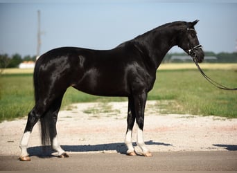 Oldenburg, Mare, 5 years, 16,1 hh, Black