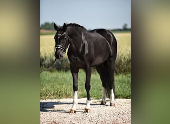 Oldenburger, Stute, 5 Jahre, 16,1 hh, Rappe