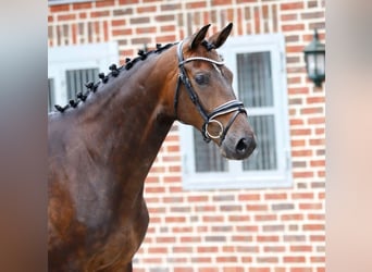 Oldenburg, Mare, 5 years, 16.1 hh, Brown