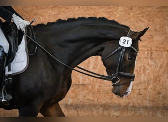 Oldenburg, Mare, 5 years, 16.1 hh, Brown