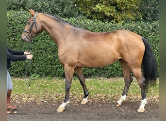 Oldenburg, Mare, 5 years, 16,1 hh, Brown