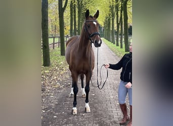 Oldenburg, Mare, 5 years, 16,1 hh, Brown