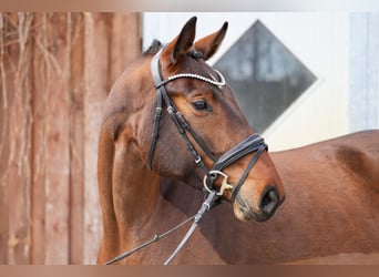 Oldenburg, Mare, 5 years, 16.1 hh, Brown