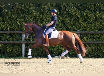 Oldenburg, Mare, 5 years, 16.1 hh, Chestnut