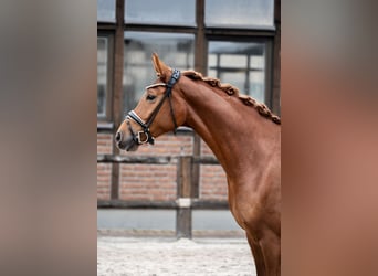 Oldenburg, Mare, 5 years, 16,1 hh, Chestnut-Red