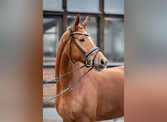 Oldenburg, Mare, 5 years, 16,1 hh, Chestnut-Red