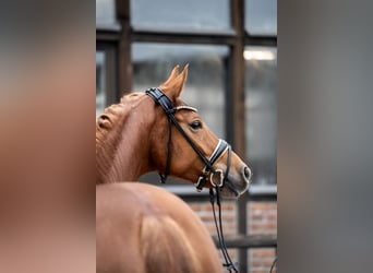 Oldenburg, Mare, 5 years, 16,1 hh, Chestnut-Red