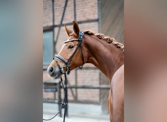 Oldenburg, Mare, 5 years, 16,1 hh, Chestnut-Red