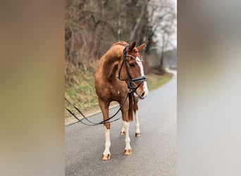 Oldenburg, Mare, 5 years, 16,1 hh, Chestnut-Red