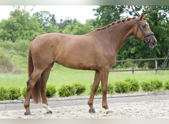 Oldenburg, Mare, 5 years, 16.1 hh, Chestnut-Red