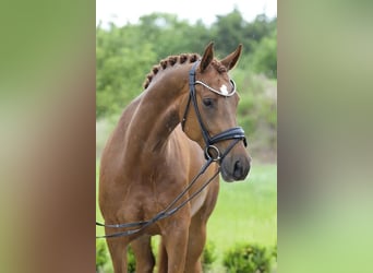 Oldenburg, Mare, 5 years, 16.1 hh, Chestnut-Red