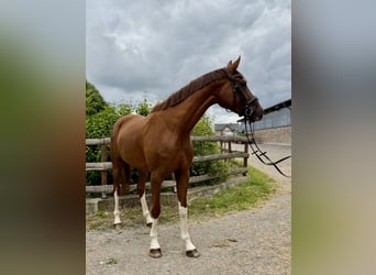 Oldenburg, Mare, 5 years, 16.1 hh, Chestnut-Red