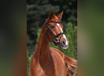 Oldenburg, Mare, 5 years, 16.1 hh, Chestnut-Red
